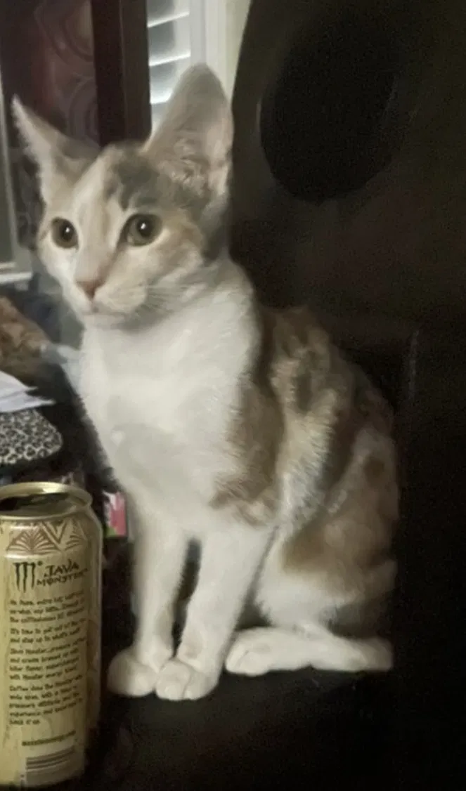 Lost cat in Fort Oglethorpe, GA, 30742