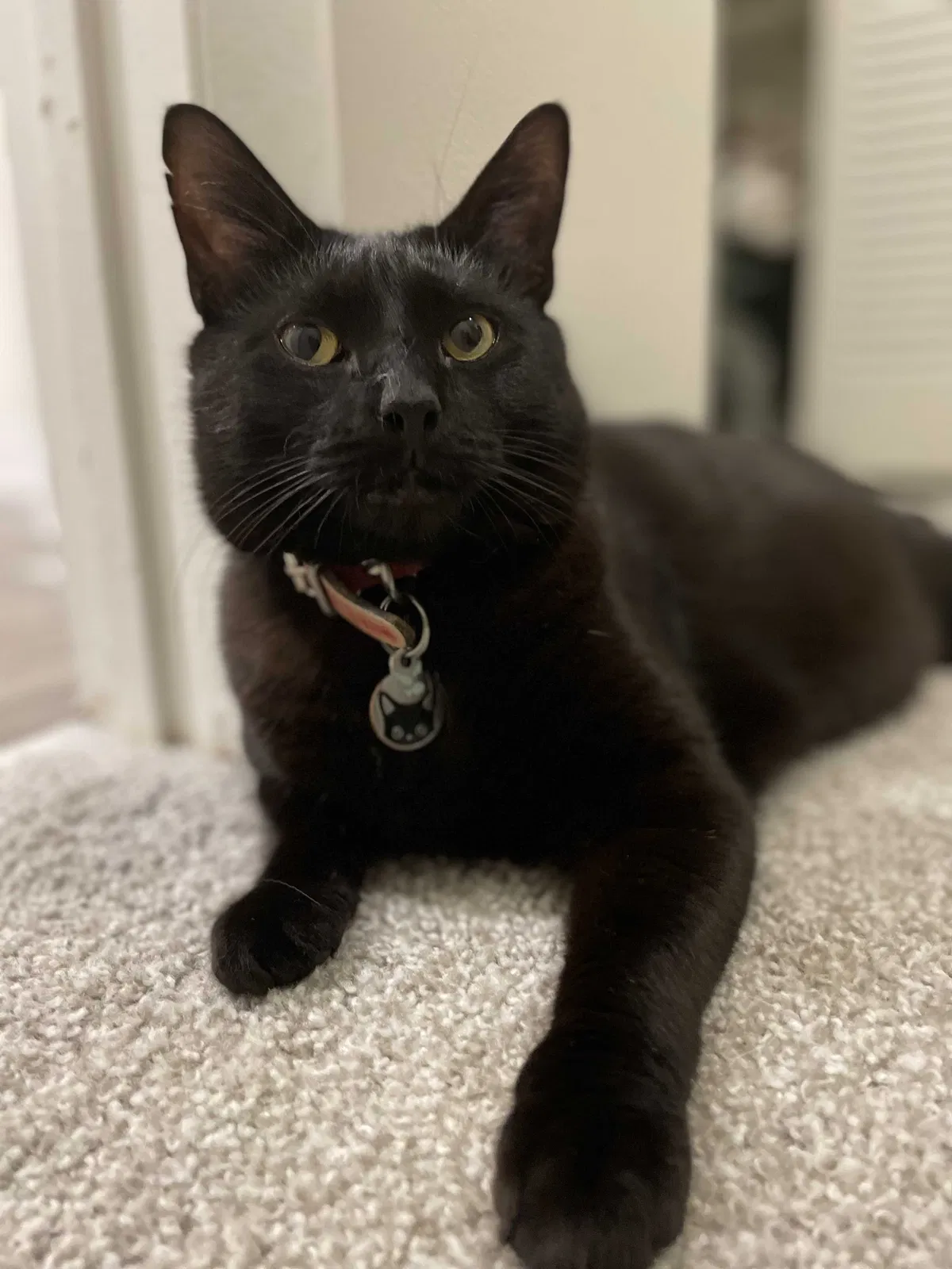 Lost cat in Chesterfield, VA, 23832