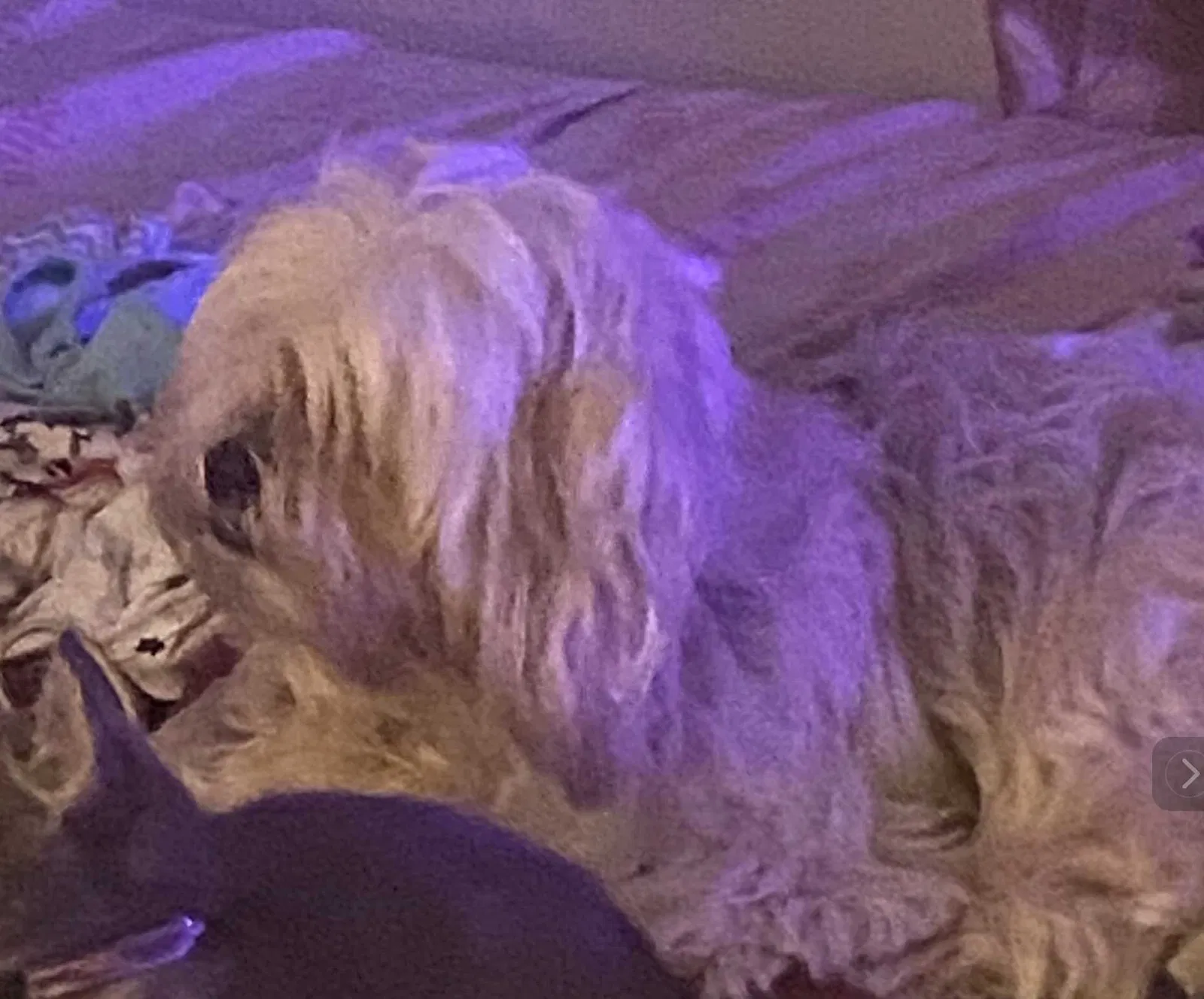 Lost dog in Greensboro, NC, 27401