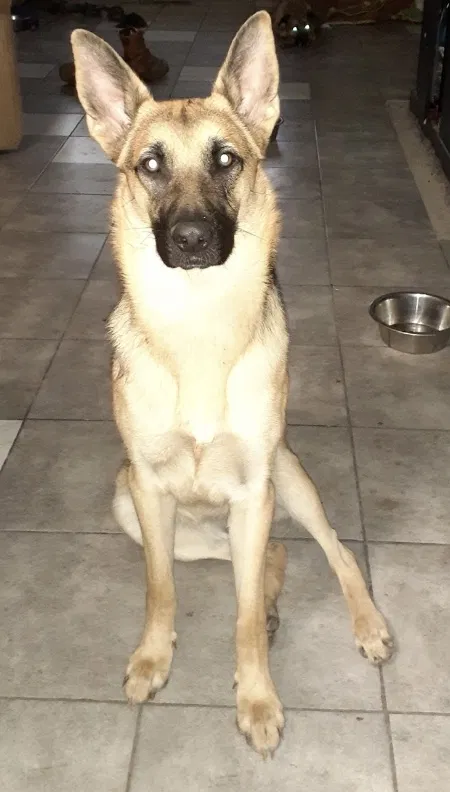 Lost dog in Sparks, NV, 89436