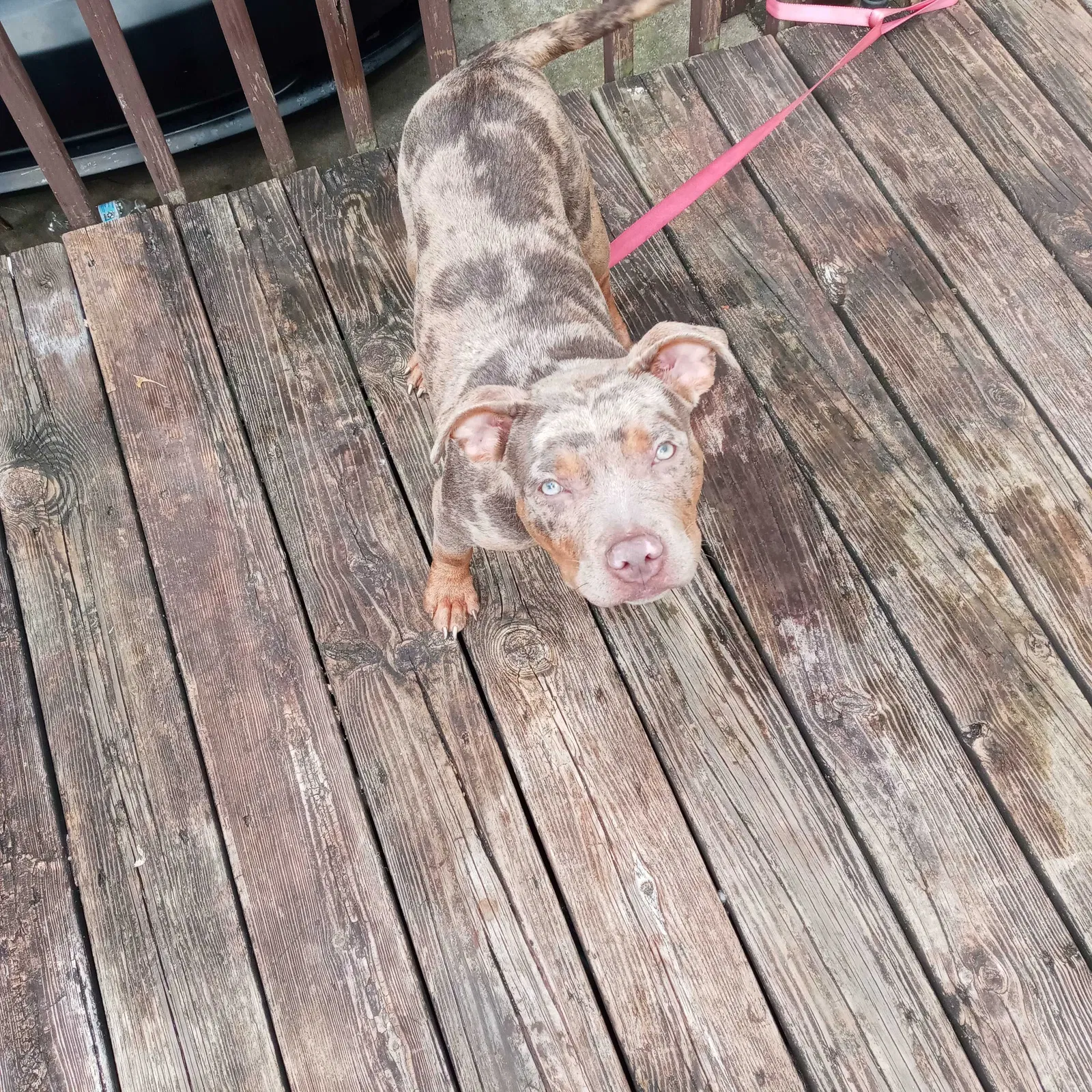 Lost dog in Greensboro, NC, 27405