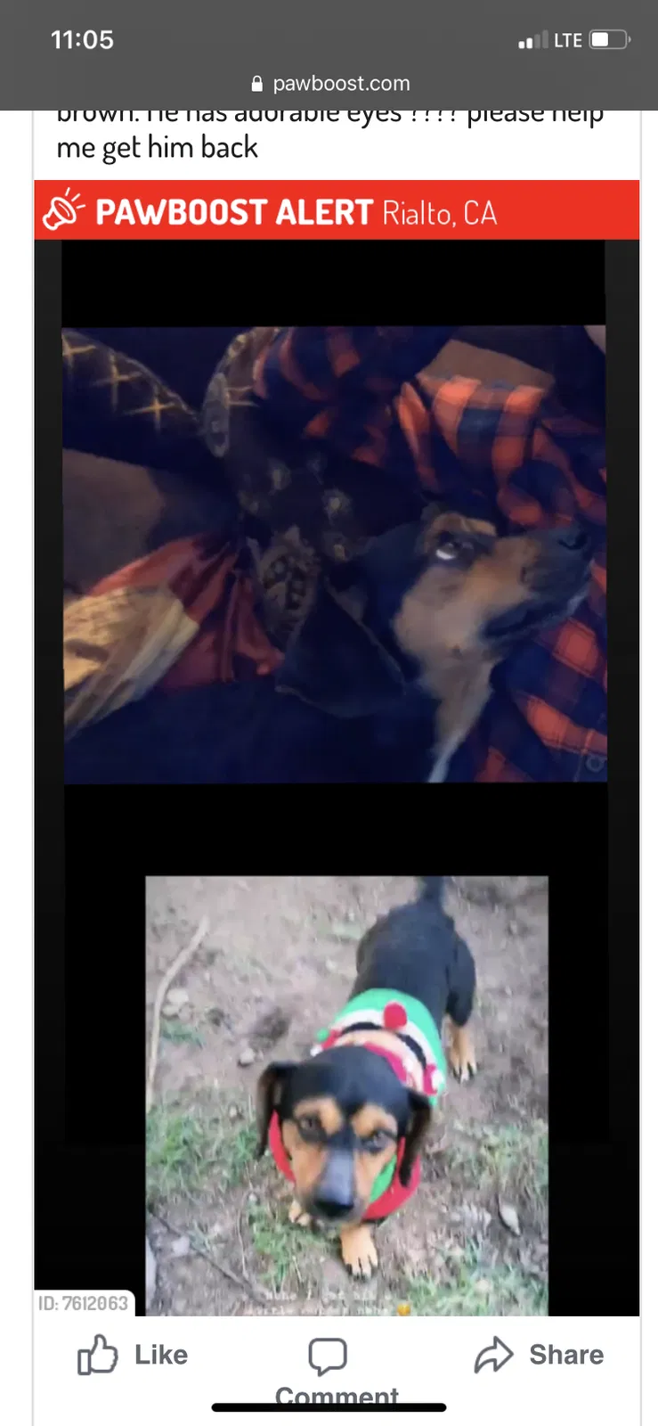 Lost dog in Rialto, CA, 92376