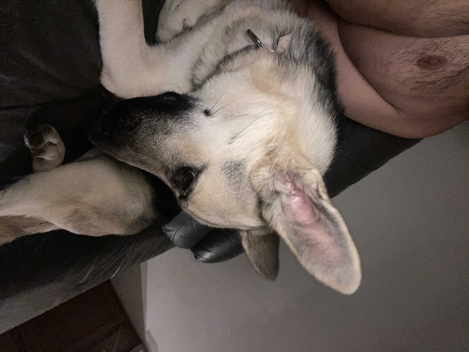 Lost dog in Longwood, FL, 32750