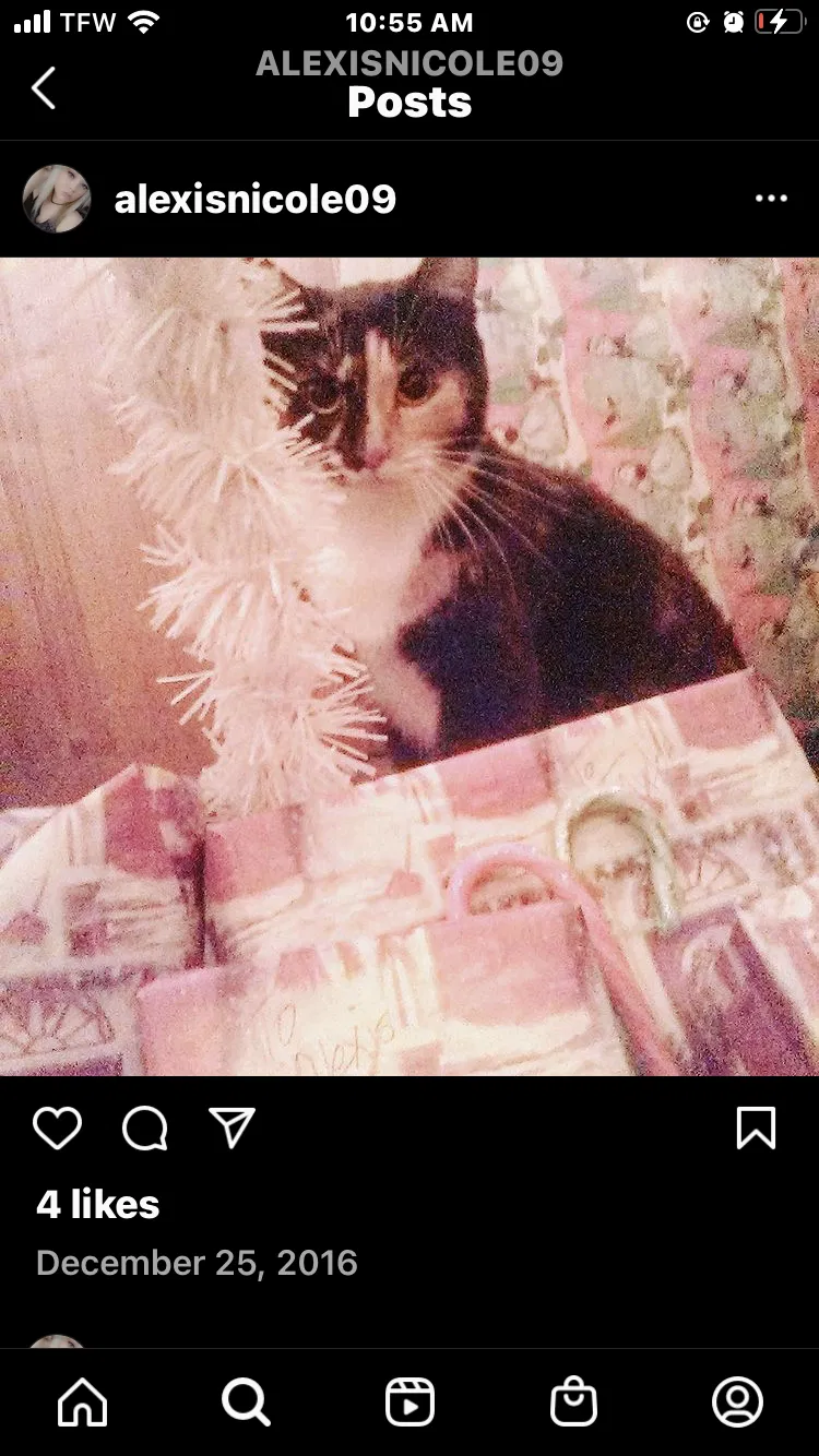 Lost cat in Muldrow, OK, 74948