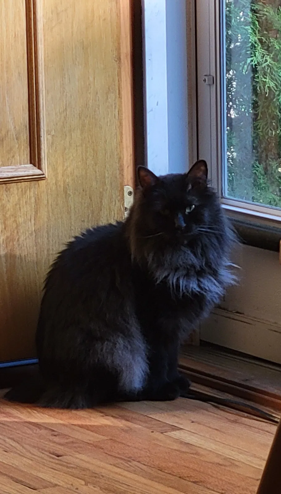 Lost cat in Minneapolis, MN, 55417