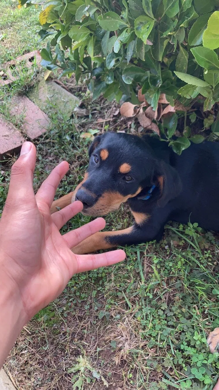 Lost dog in Lenoir City, TN, 37771
