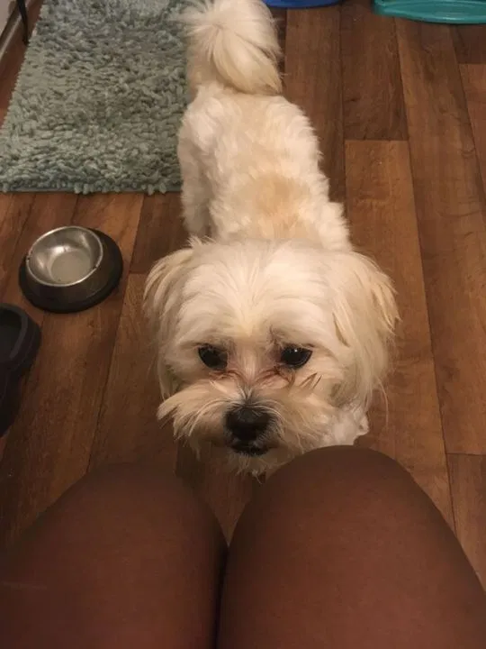 Lost dog in Greensboro, NC, 27401