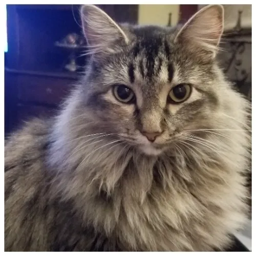 Lost cat in Farmersville, TX, 75442