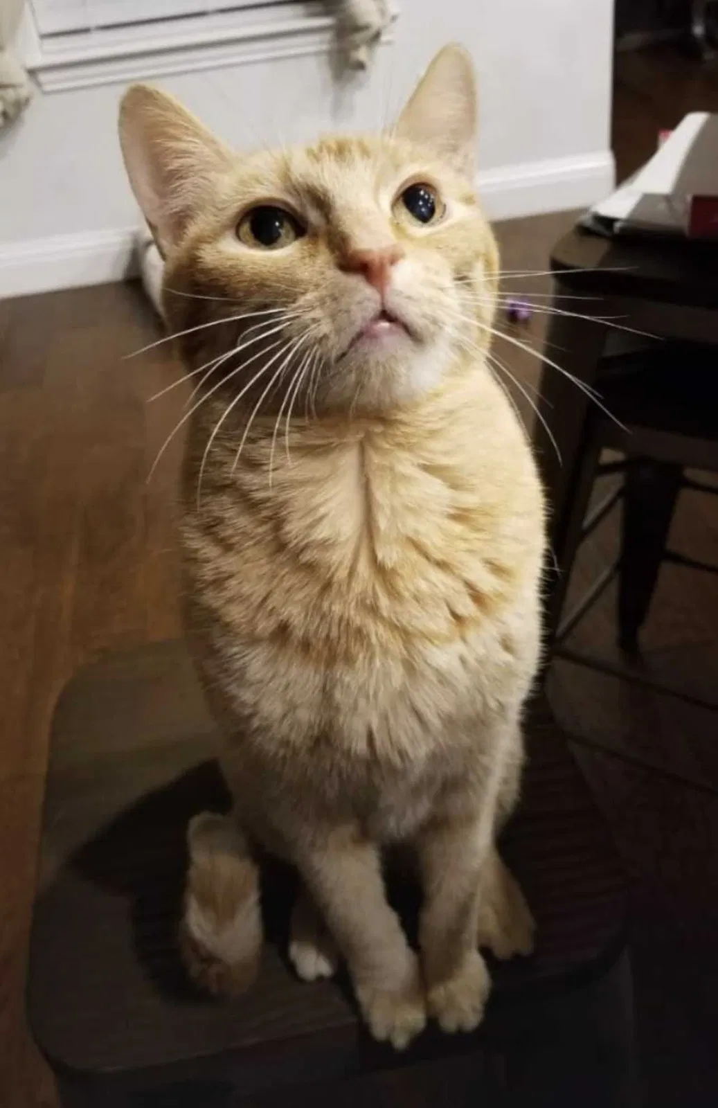 Lost cat in Burleson, TX, 76028