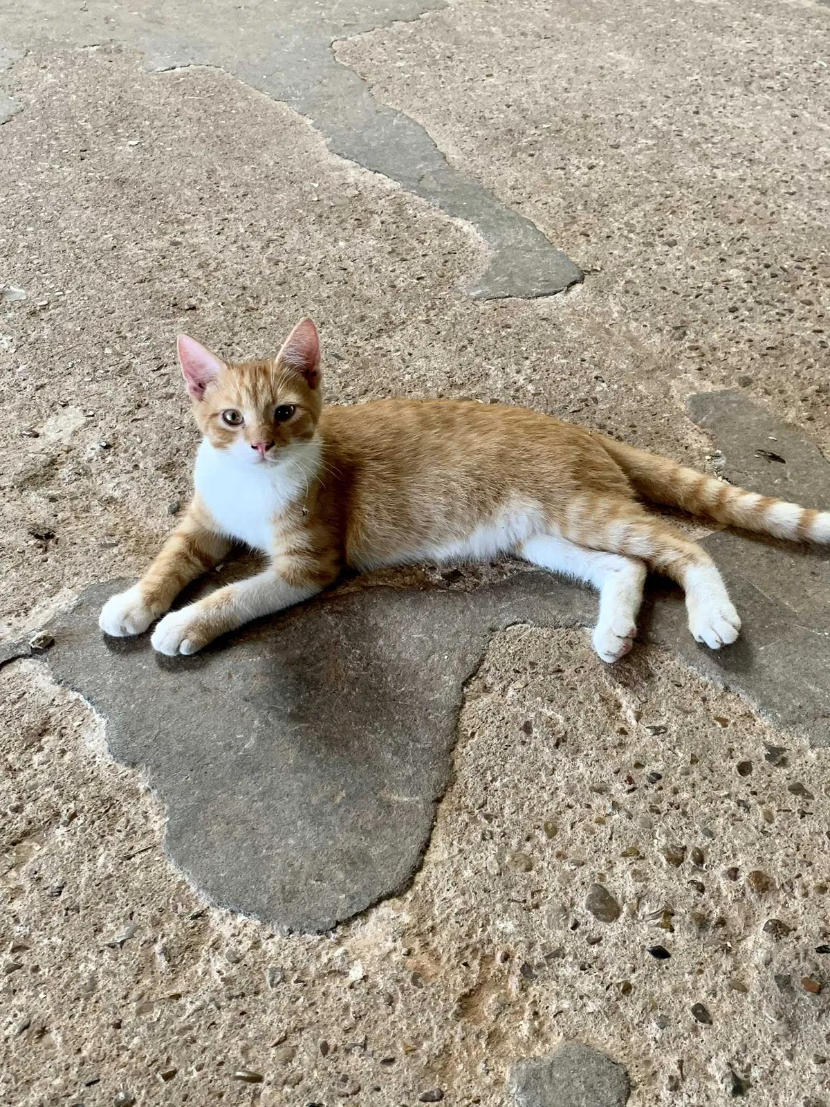 Lost cat in Fulshear, TX, 77441
