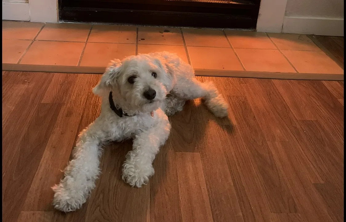 Lost dog in Mesa, AZ, 85201