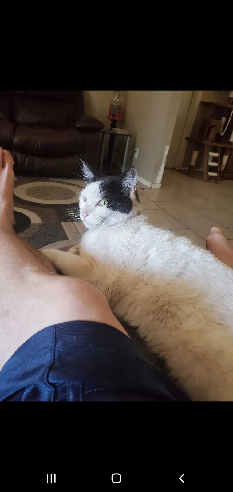 Lost cat in Mesa, AZ, 85204