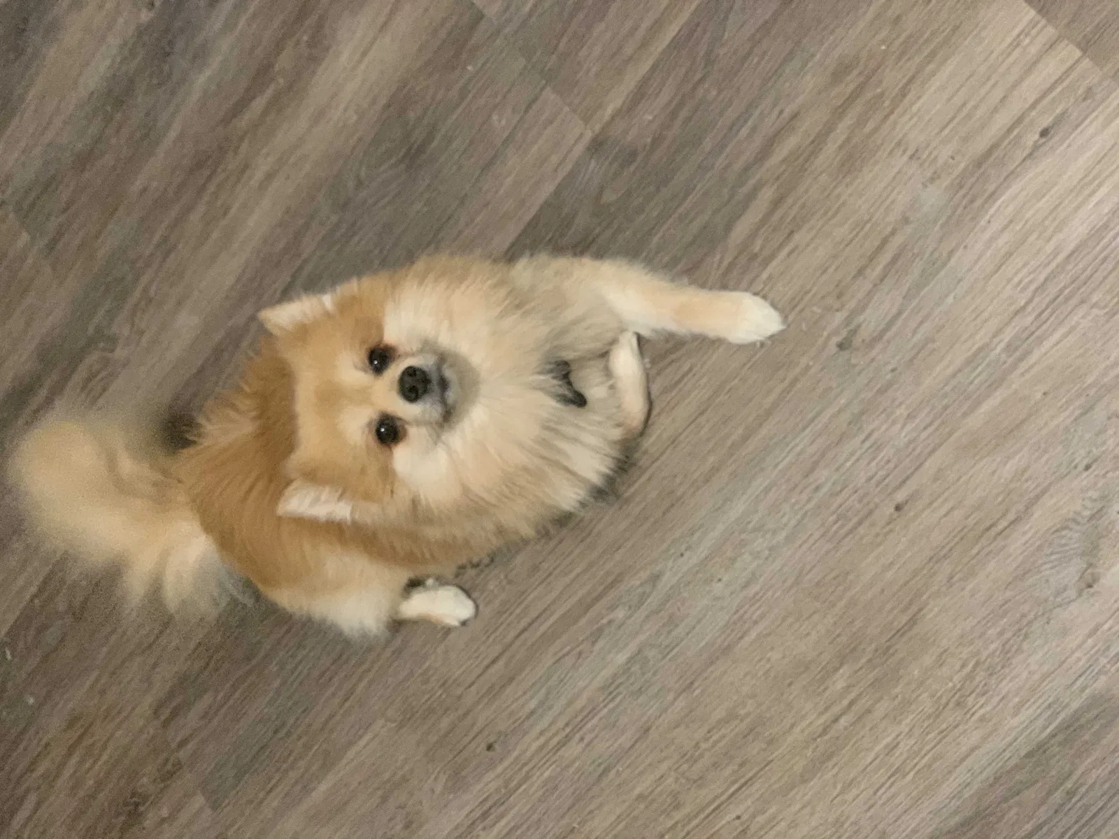 Lost dog in Fort Worth, TX, 76116