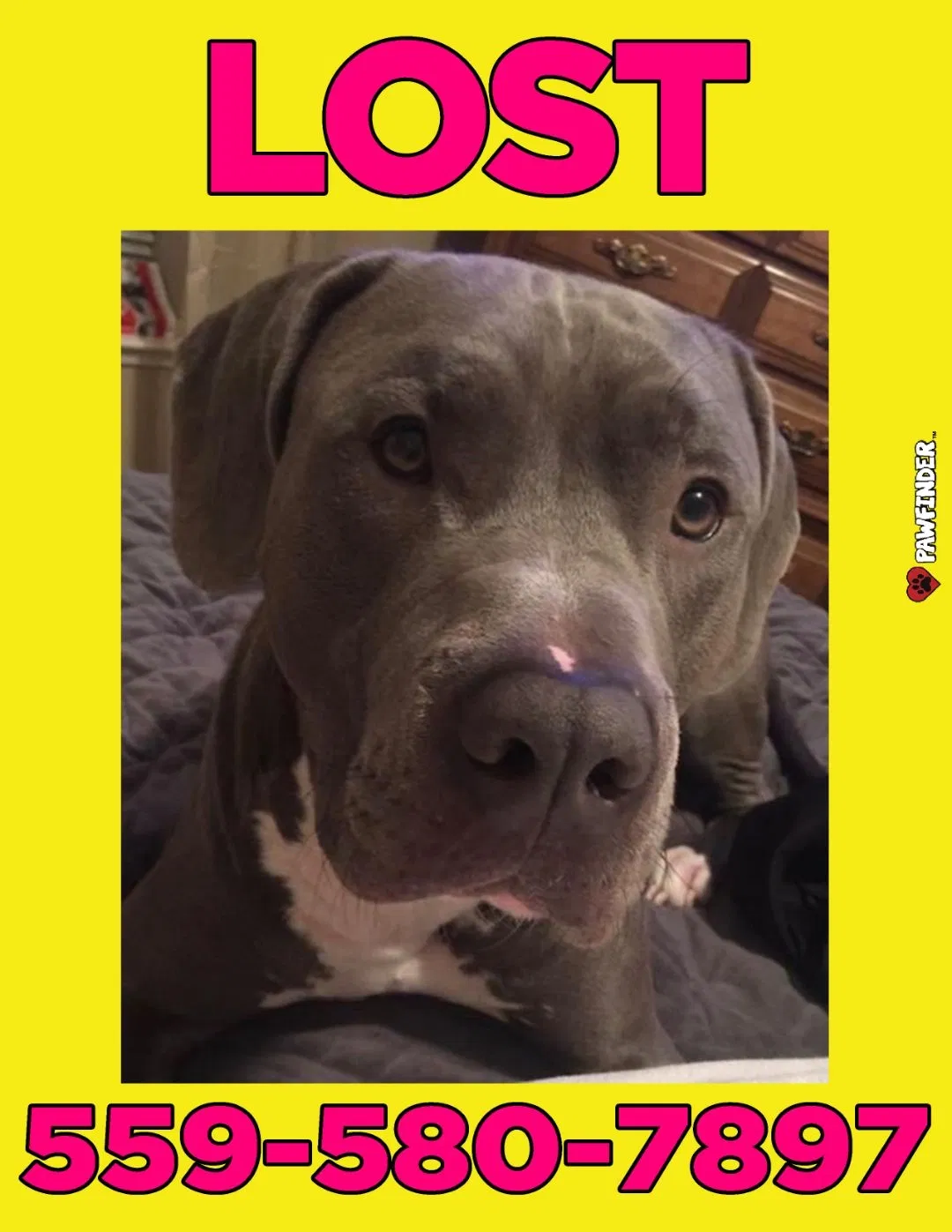 Lost dog in Coarsegold, CA, 93614