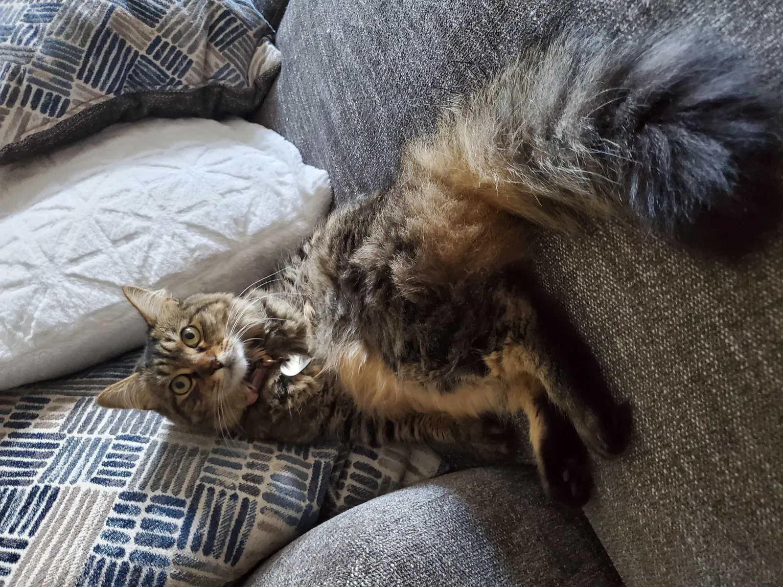 Lost cat in Clayton, NC, 27527