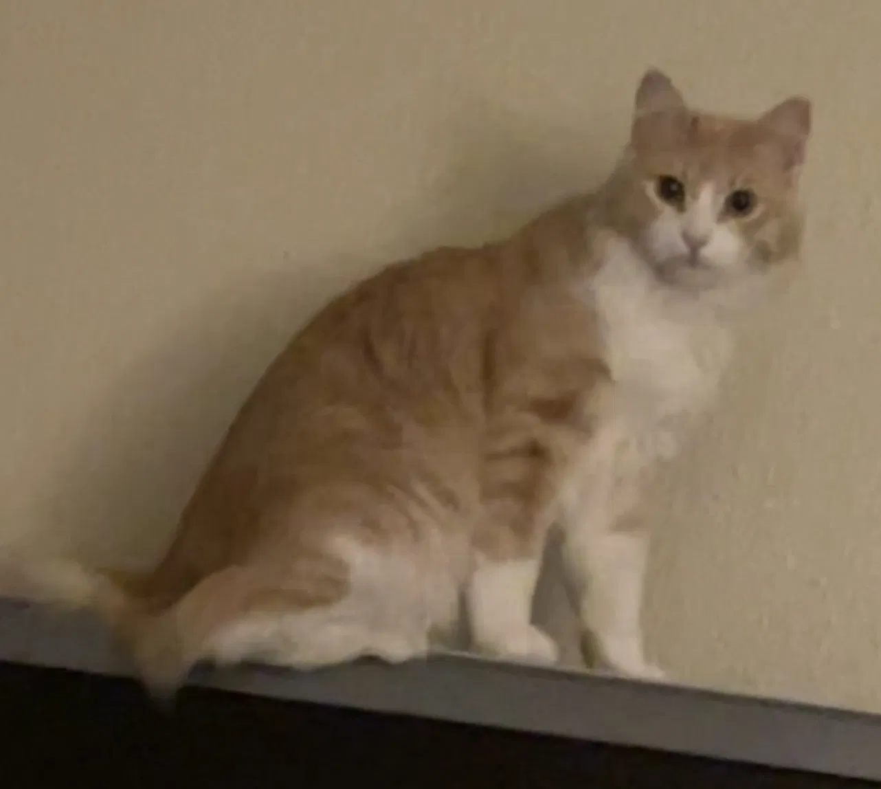 Lost cat in Glendale, AZ, 85301