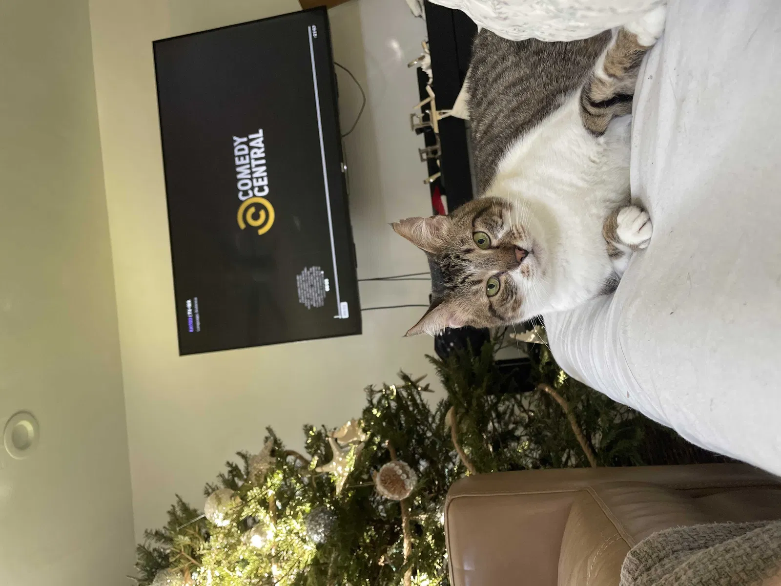 Lost cat in Fort Lauderdale, FL, 33334