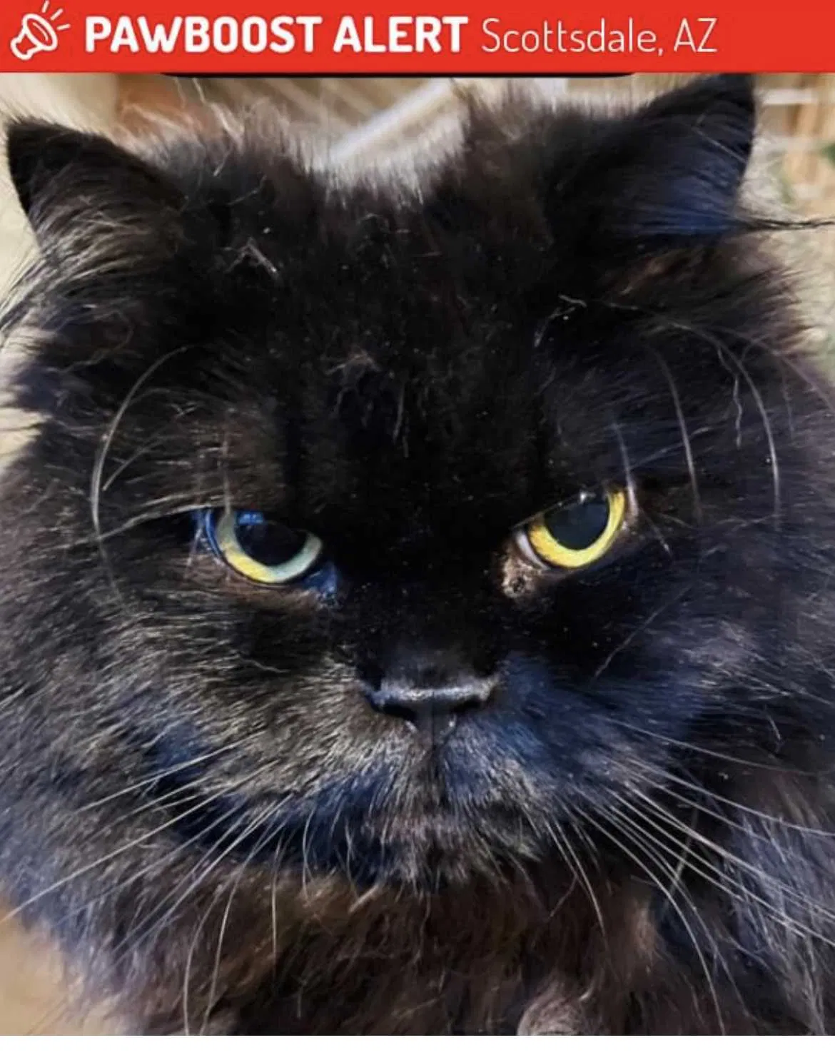 Lost cat in Scottsdale, AZ, 85251