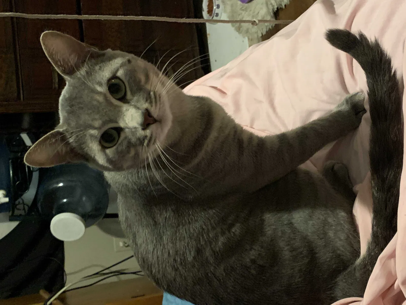 Lost cat in San Antonio, TX, 78250