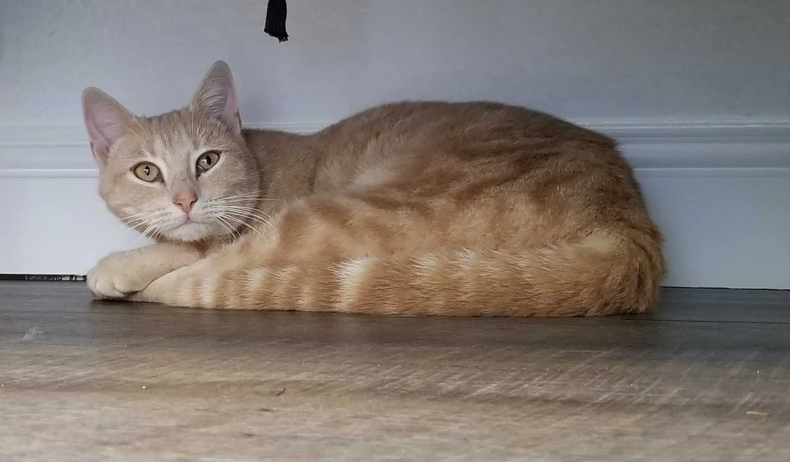 Found cat in Cottonwood, CA, 96022