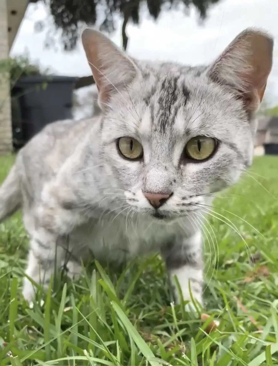 Lost cat in Baton Rouge, LA, 70808
