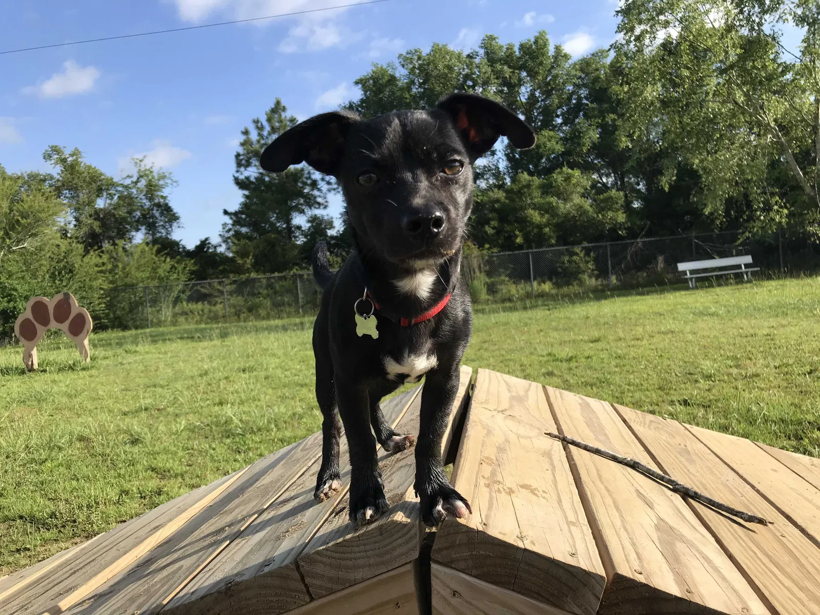 Lost dog in Holiday, FL, 34691