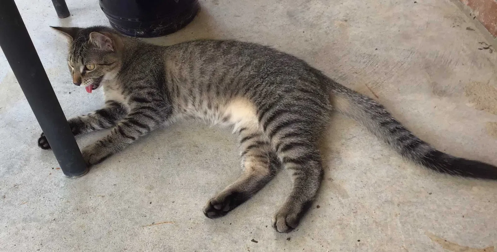 Lost cat in Hattiesburg, MS, 39402