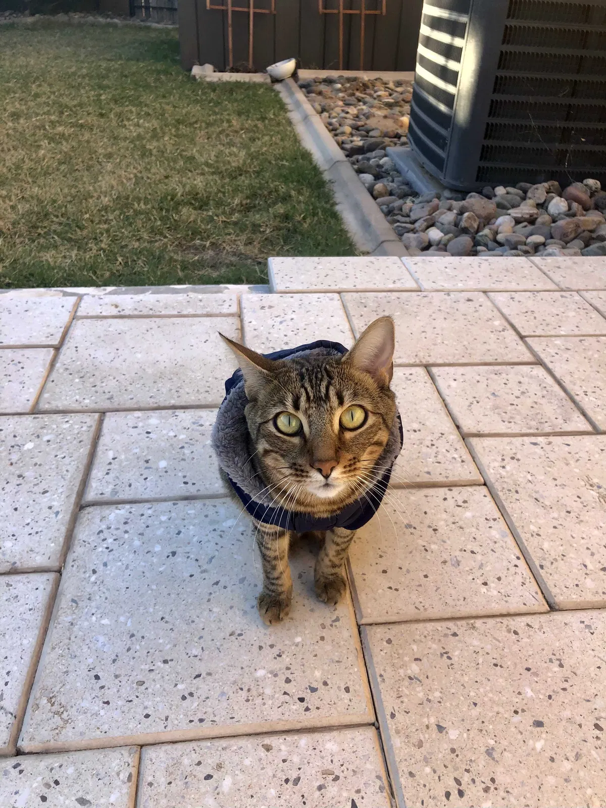 Lost cat in Queen Creek, AZ, 85142