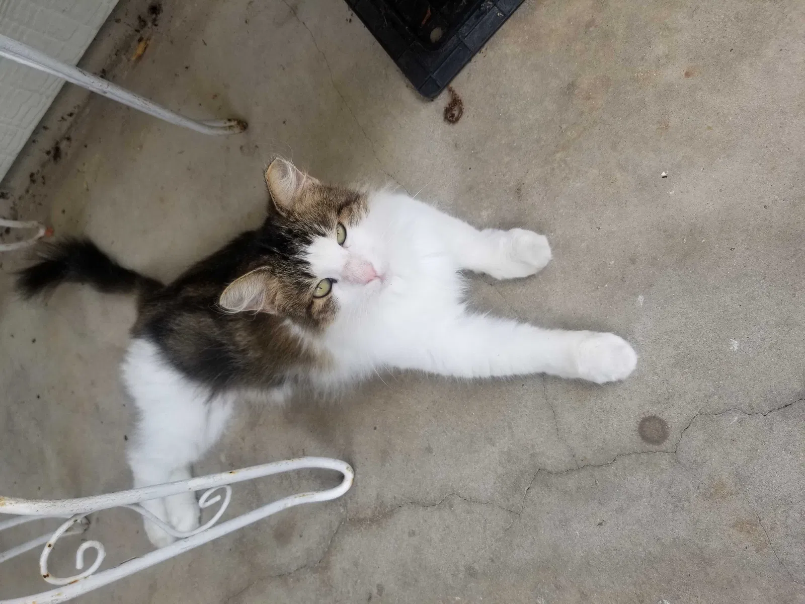 Lost cat in San Antonio, TX, 78219