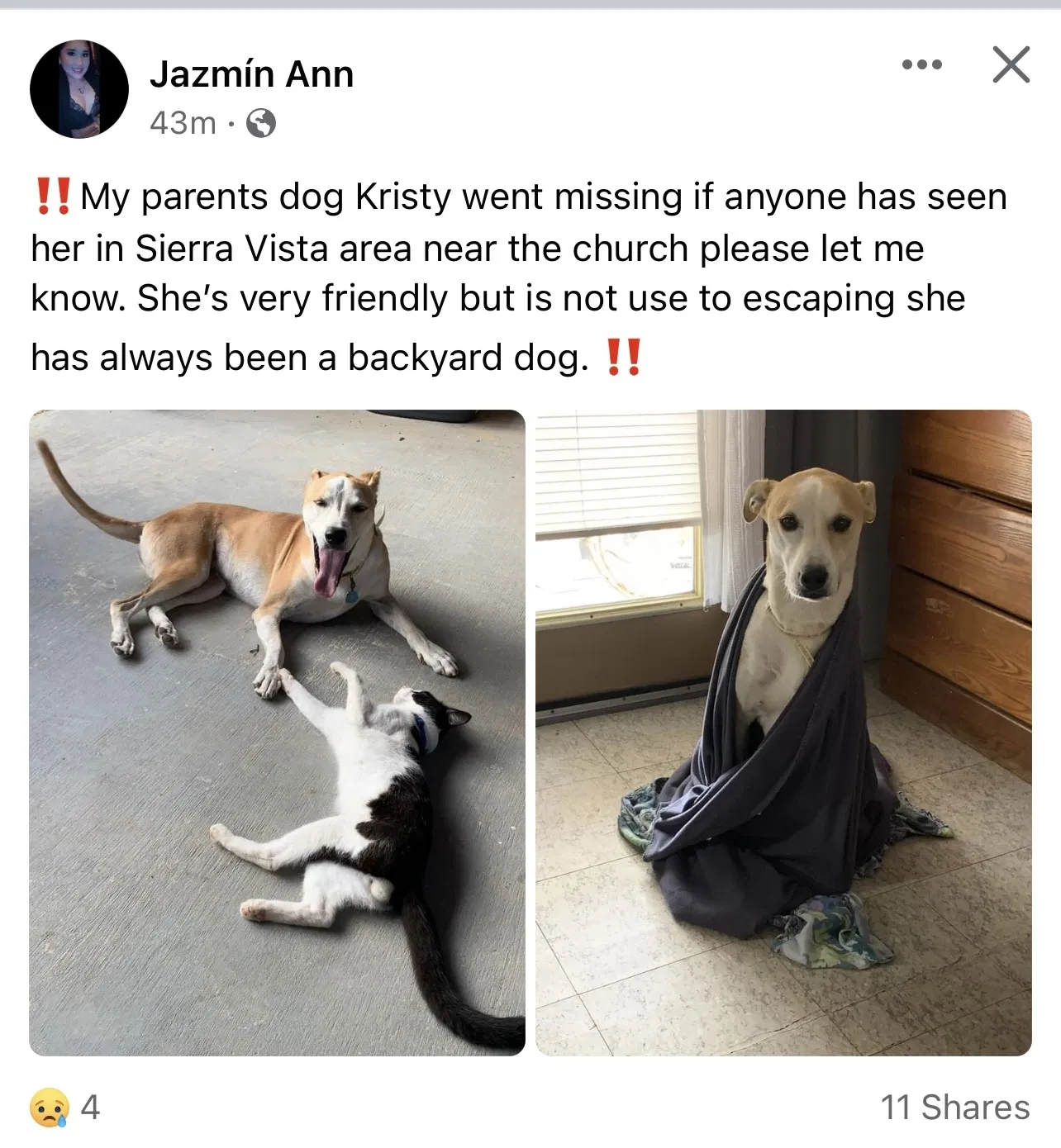 Lost dog in Laredo, TX, 78046