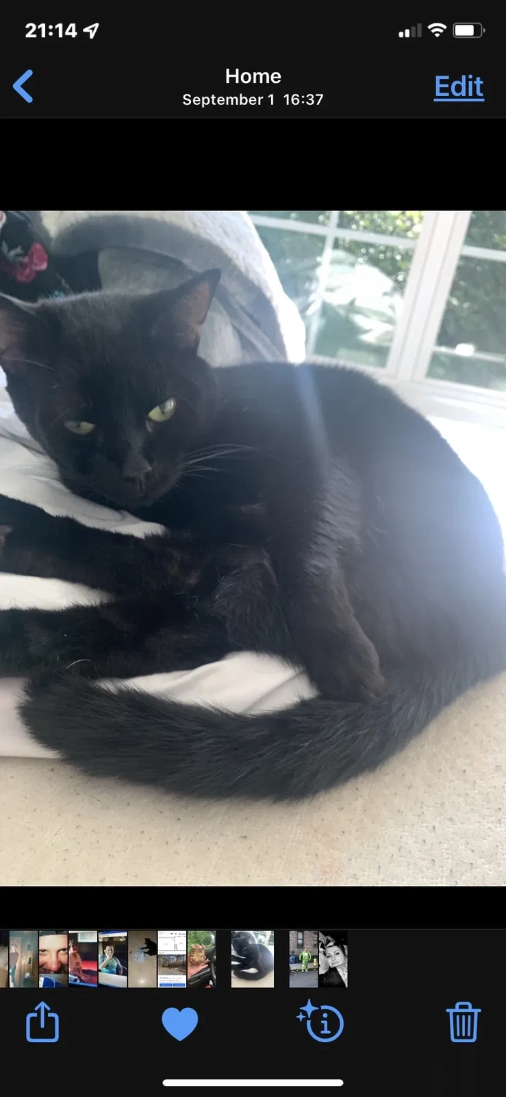 Lost cat in Rockmart, GA, 30153