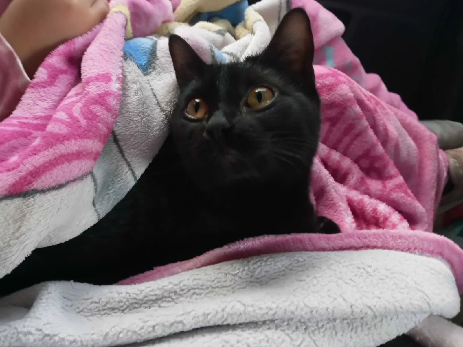 Lost cat in Grand Prairie, TX, 75052