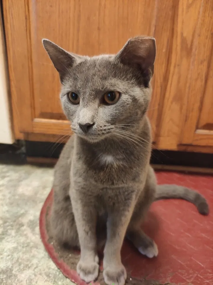 Lost cat in Colonial Beach, VA, 22443