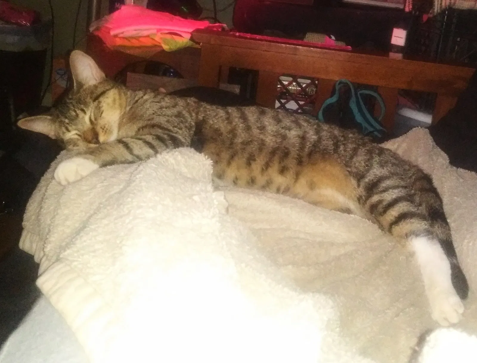 Lost cat in Theodore, AL, 36582