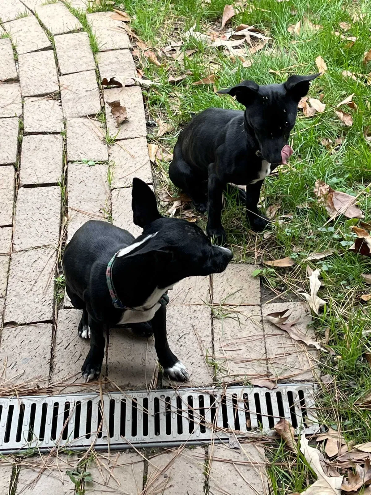 Found dog in Gilmer, TX, 75644