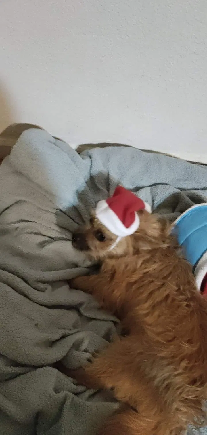 Lost dog in Lamont, CA, 93241