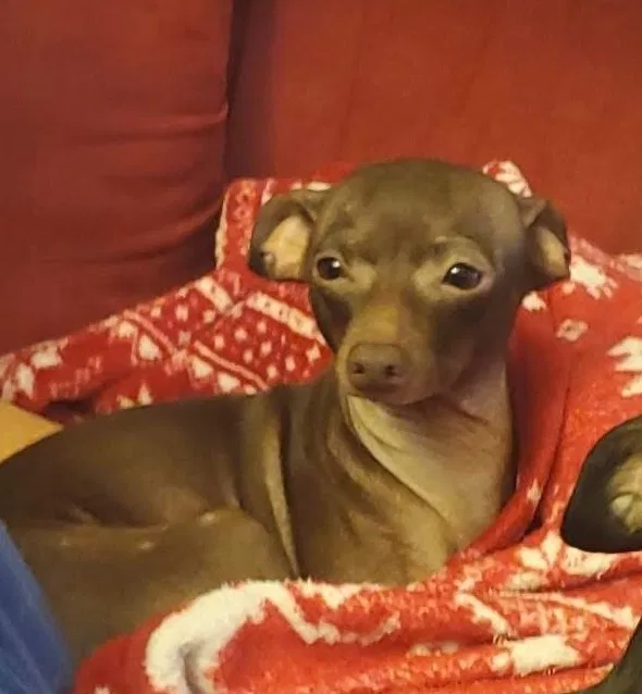 Lost dog in Saint Petersburg, FL, 33702