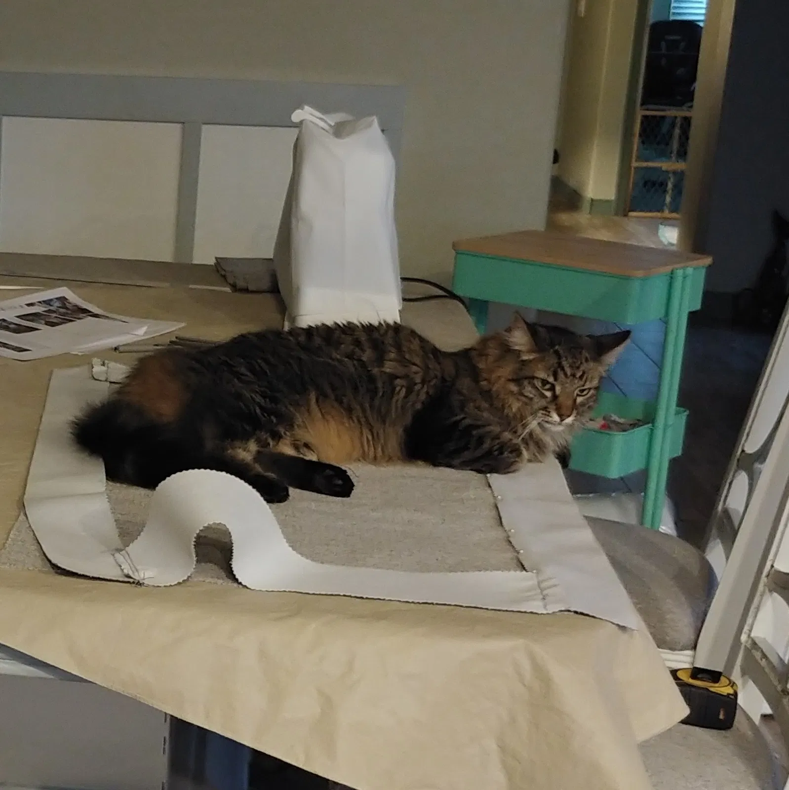 Lost cat in Mesa, AZ, 85212