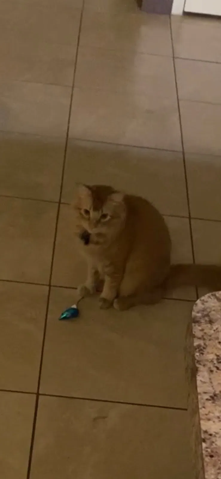 Lost cat in Spring Hill, FL, 34608