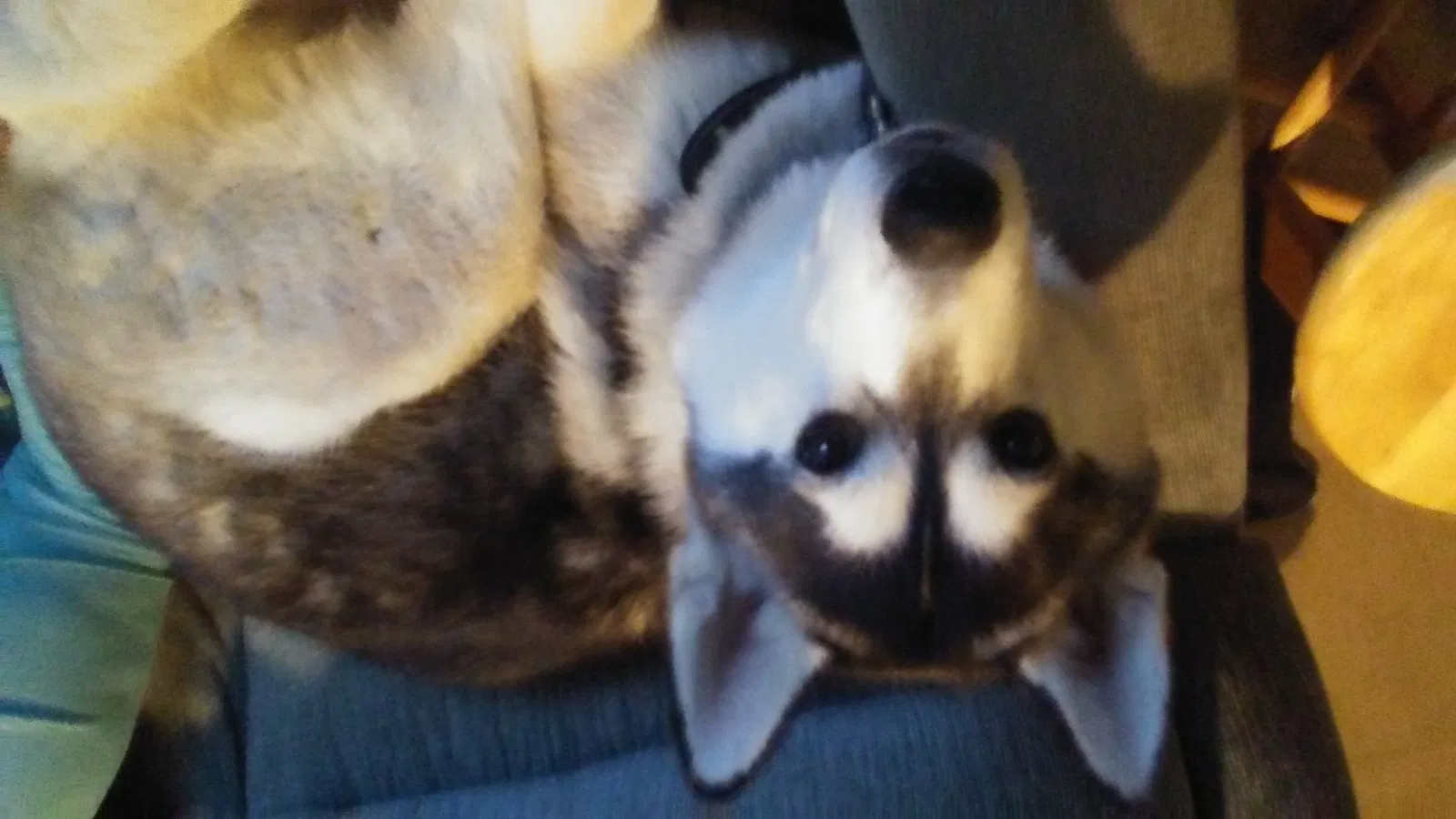 Lost dog in Kansas City, KS, 66103