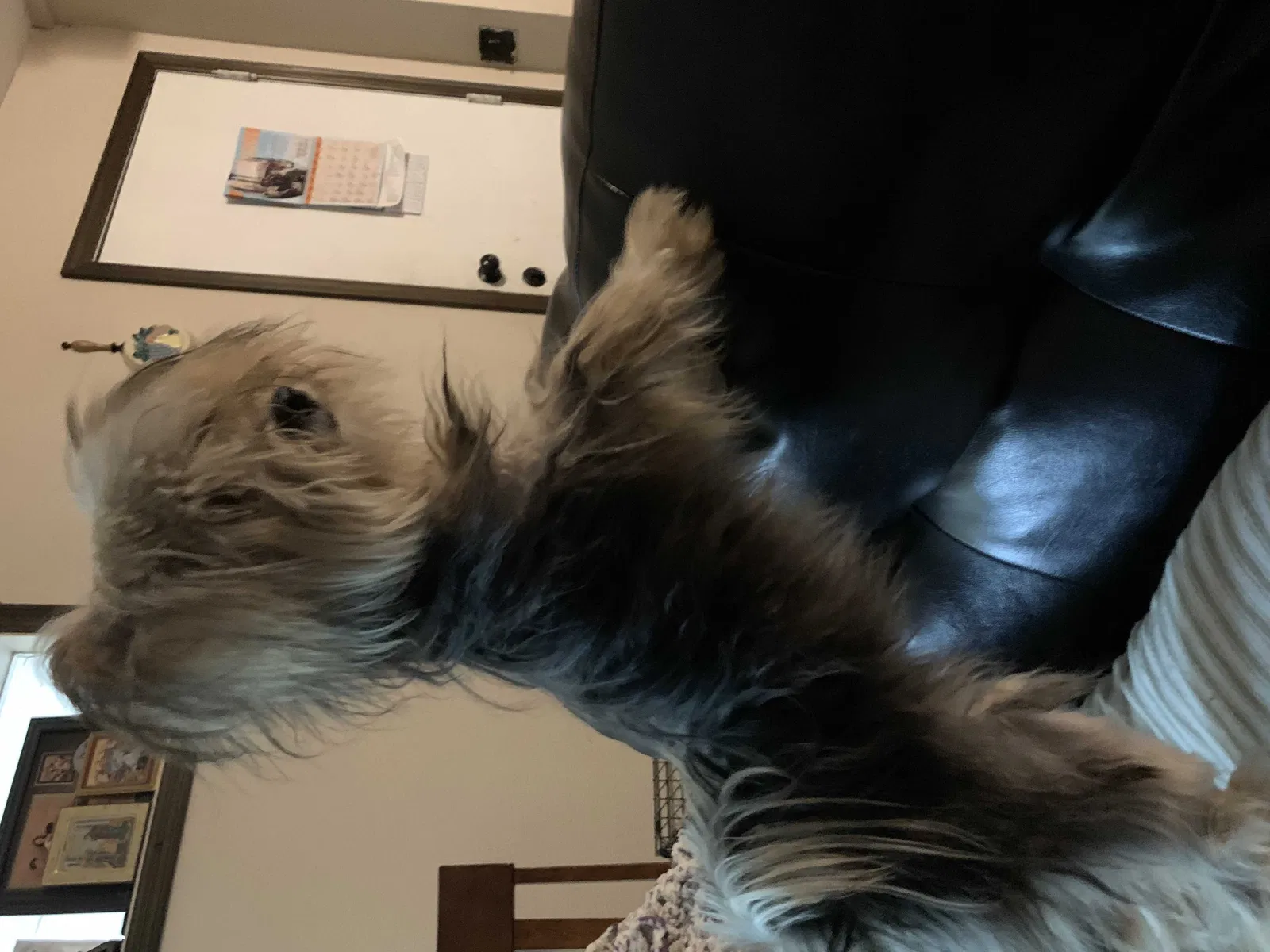 Lost dog in Wichita, KS, 67203