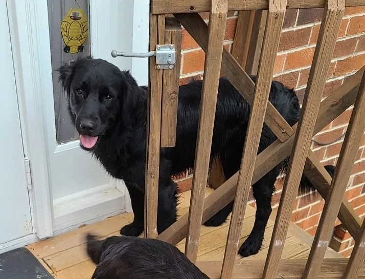 Lost dog in Cleveland, TN, 37323
