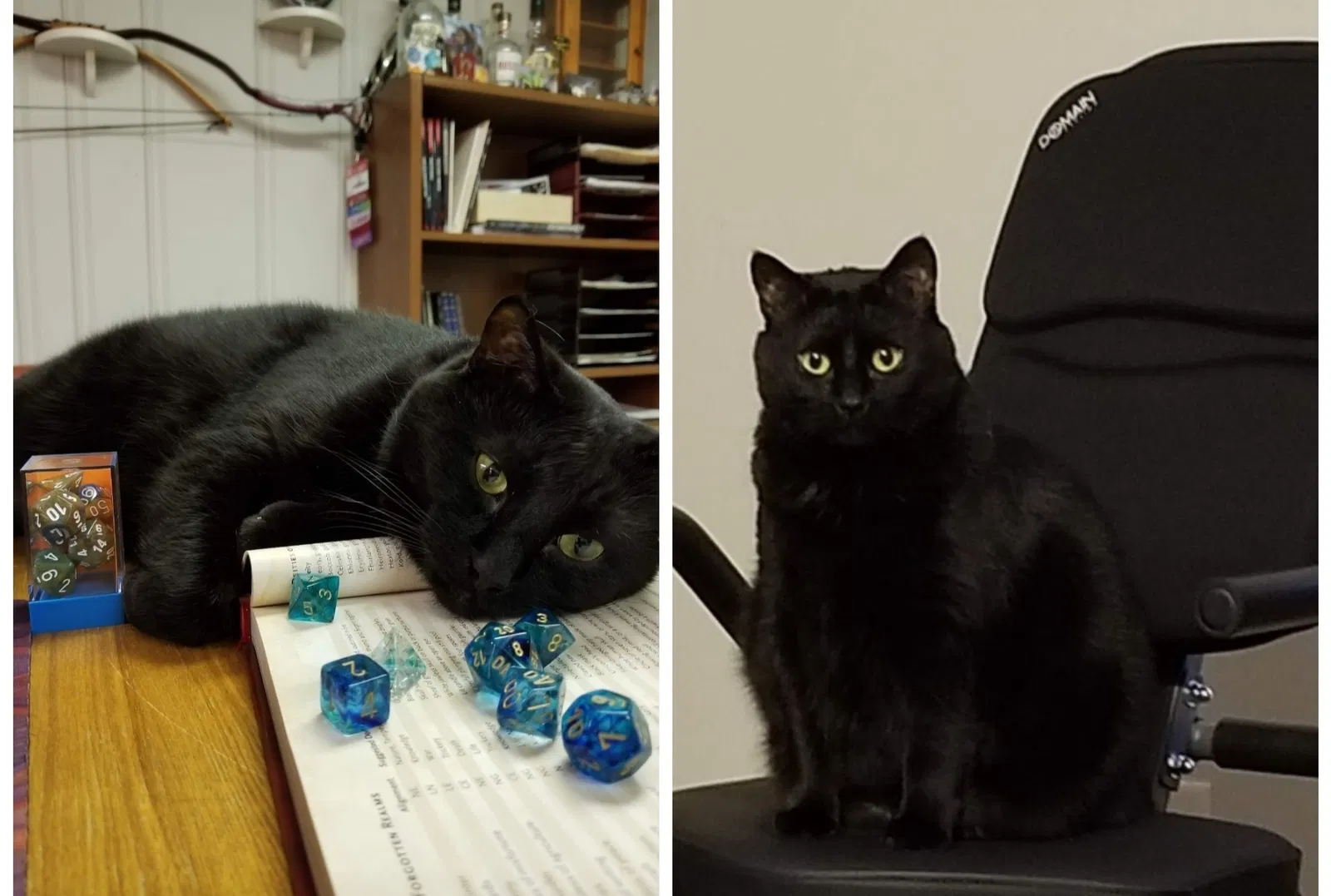 Lost cat in Dayton, OH, 45419