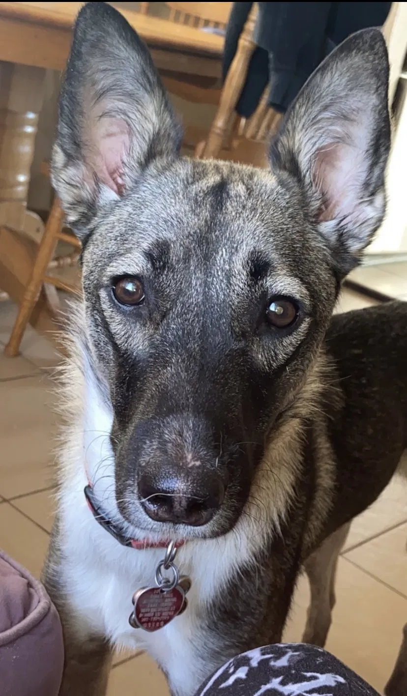 Lost dog in Aurora, CO, 80010
