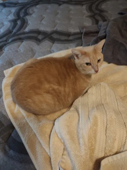 Lost cat in Belton, MO, 64012