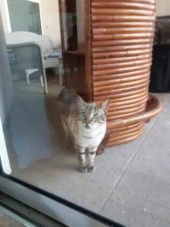 Lost cat in Saint Augustine, FL, 32092