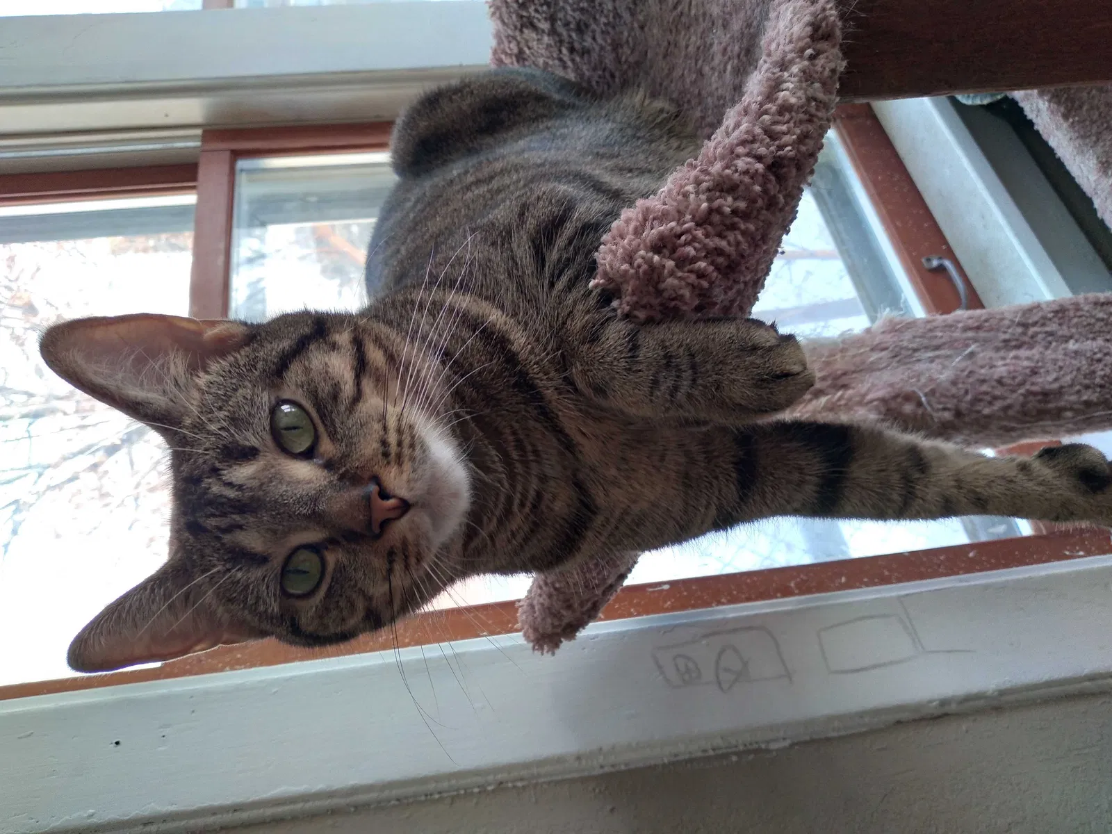 Lost cat in Minneapolis, MN, 55404