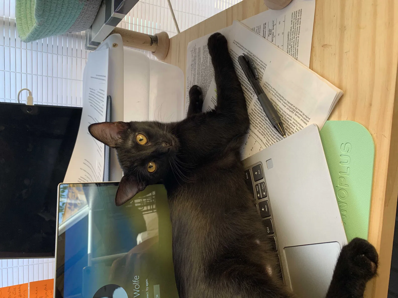 Lost cat in Phoenix, AZ, 85086