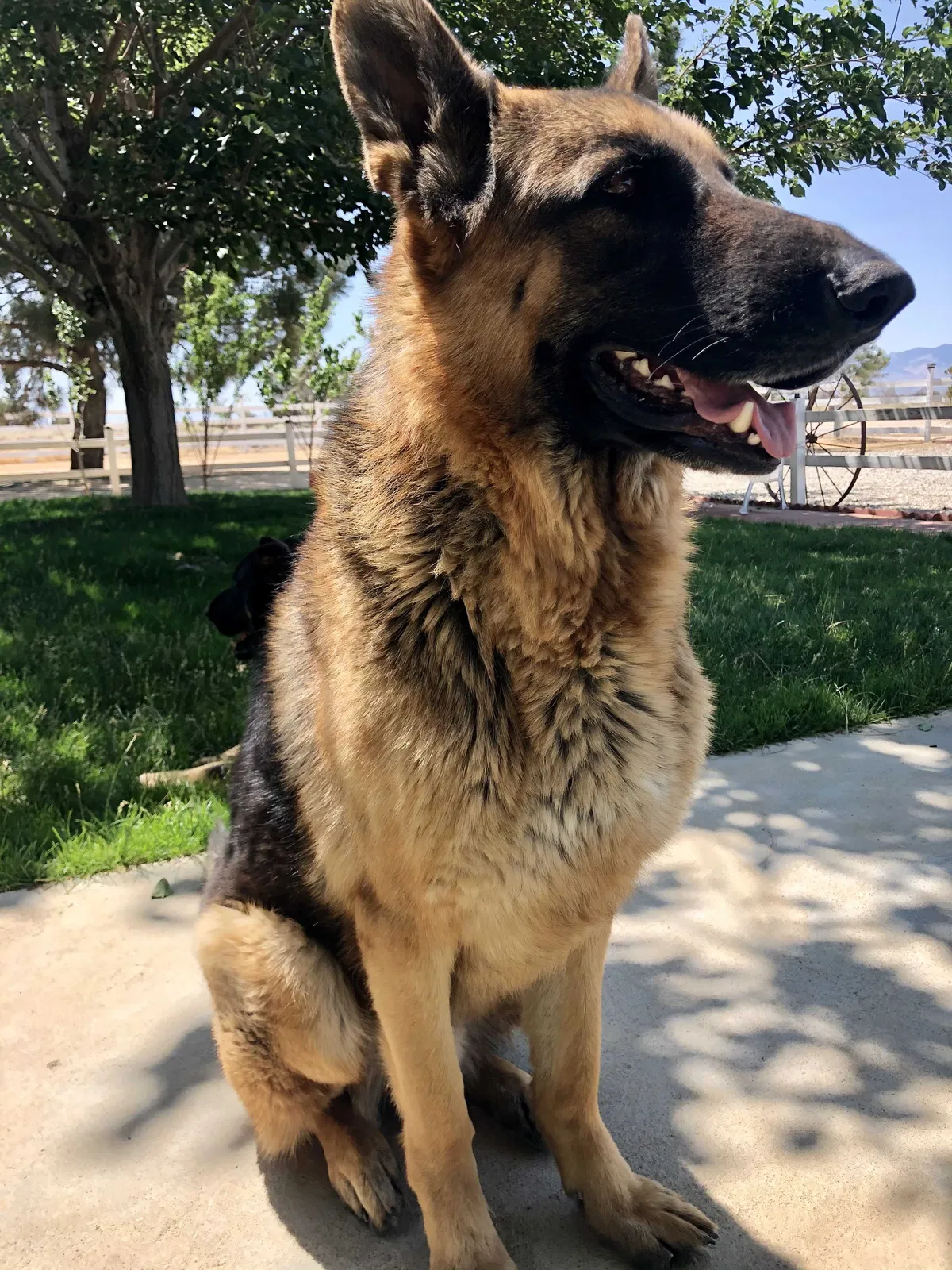 Lost dog in Lancaster, CA, 93536