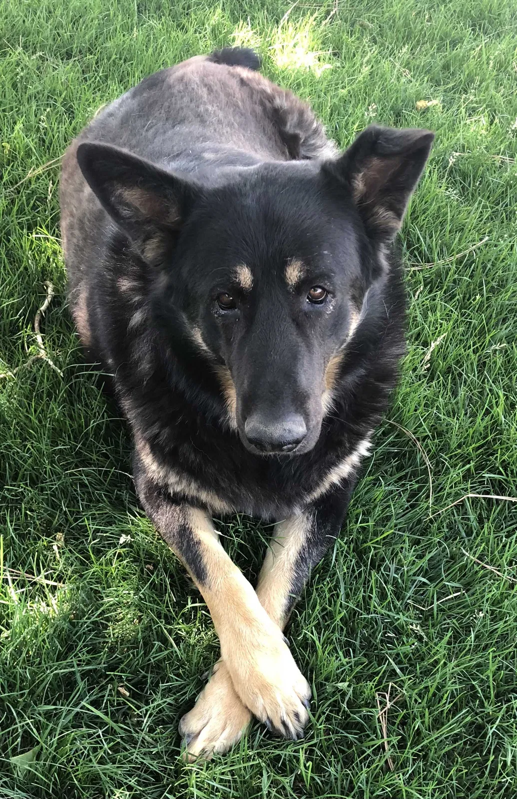 Lost dog in Lancaster, CA, 93536